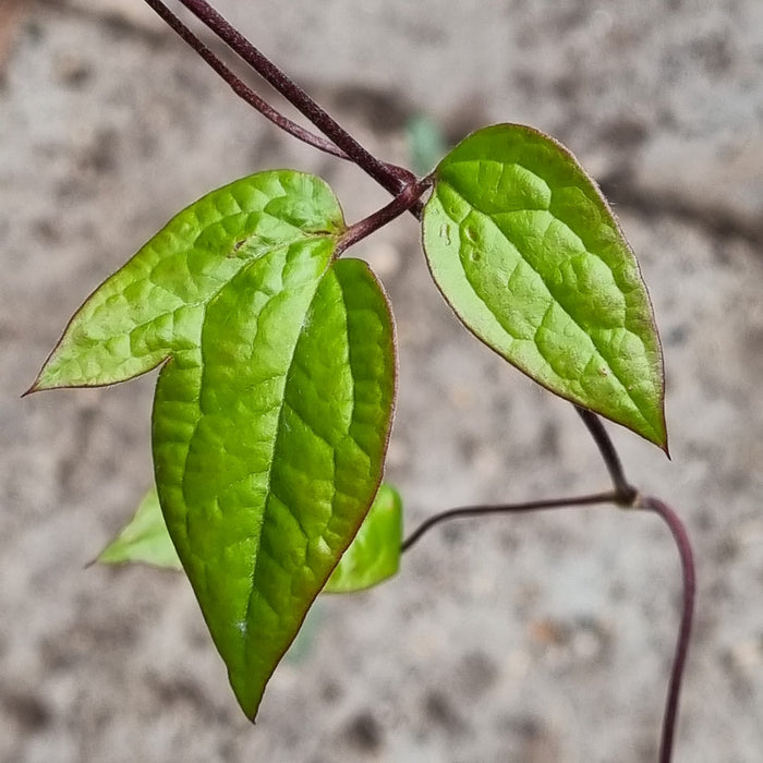 CLEMATIS Star of India 3L