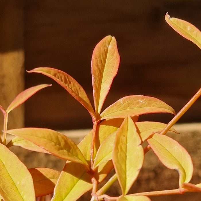 NANDINA 'Domestica Gulfstream' 17cm