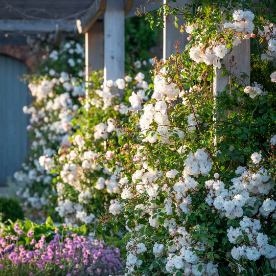 DAVID AUSTIN ROSES - Adelaide D'Orleans