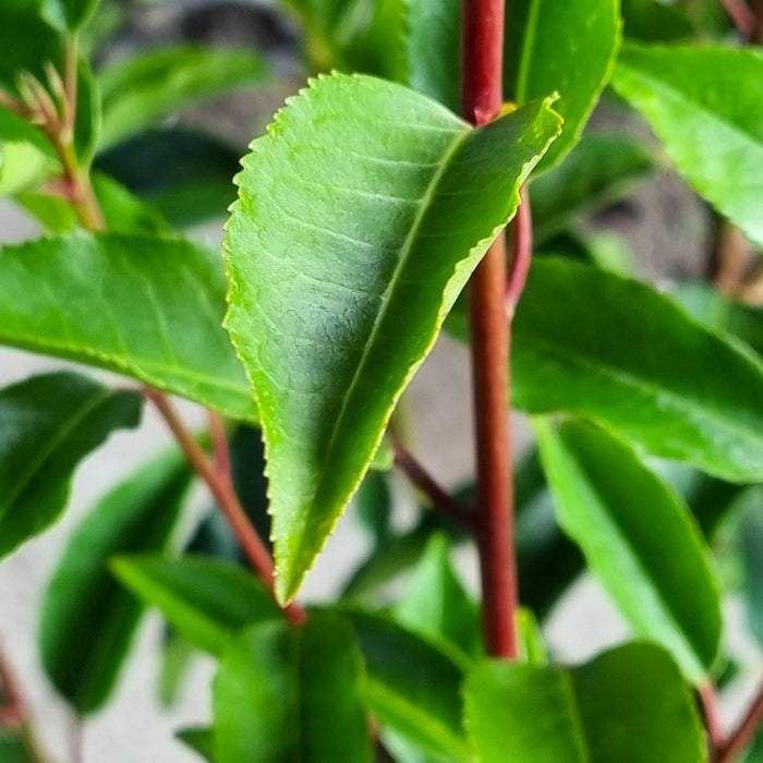 VANE PRUNUS  'Lusitanica Angustifolia' 19cm