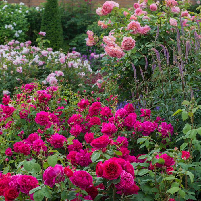 DAVID AUSTIN ROSES - Heathcliff