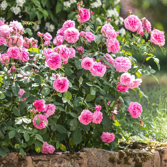 DAVID AUSTIN ROSES - Gertrude Jekyll