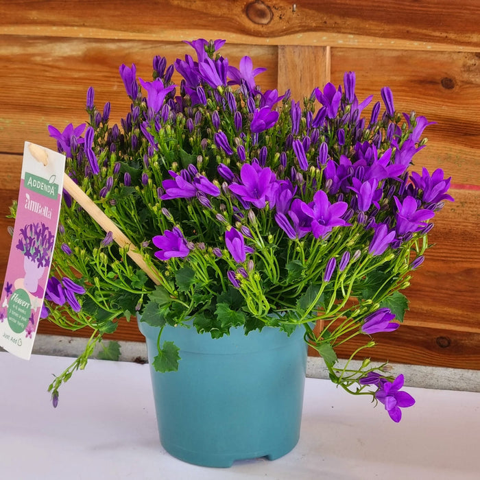 CAMPANULA  In Variety 10cm