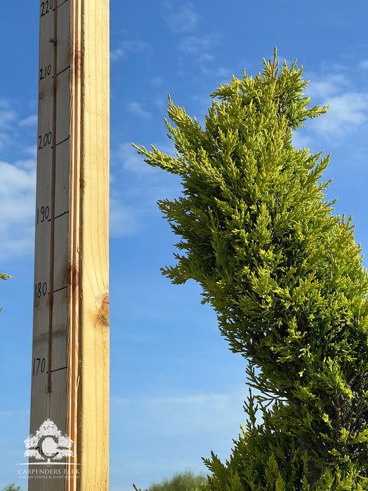 CUPRESSUS Goldcrest Spiral 175-200