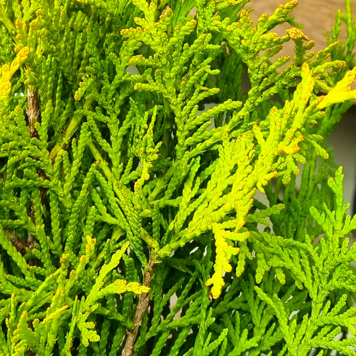 THUJA occ. 'Golden Globe' 2ltr