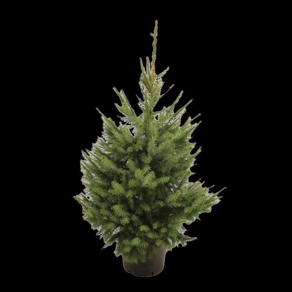 PICEA Omorika P29