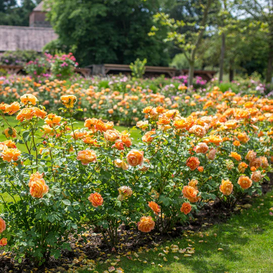 DAVID AUSTIN ROSES - Lady Of Shalott