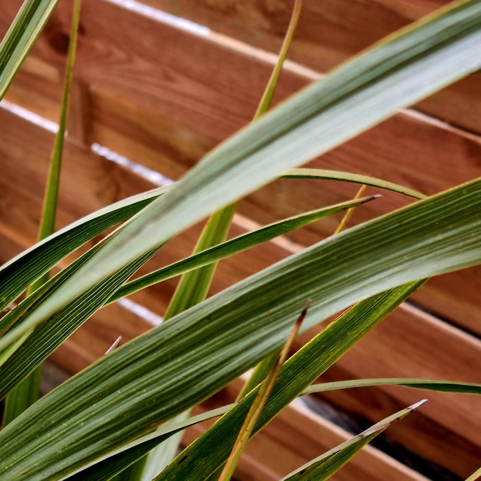 CORDYLINE Australis 3TR