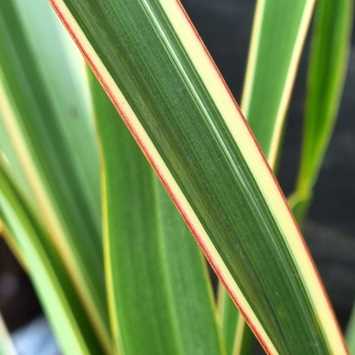 PHORMIUM  'Rubra Nana' 14cm