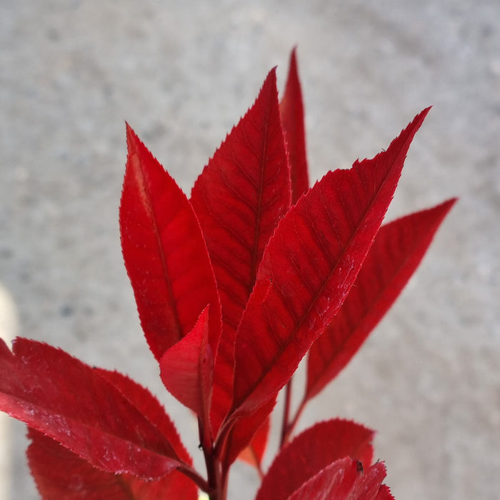 VE PHOTINIA 'Fraseri Red Robin' 23cm