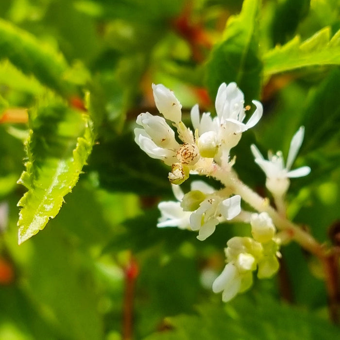 ASTILBE  'Astary White'