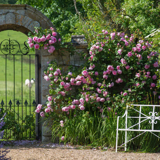 DAVID AUSTIN ROSES - Constance Spry Climbing