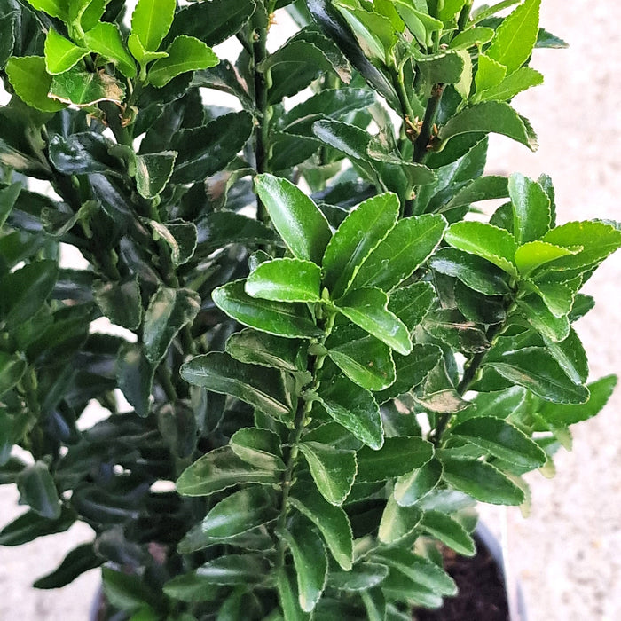 EUONYMUS jap. Green Spire 2ltr