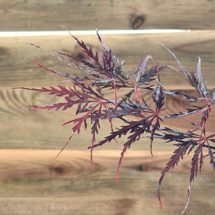 ACER  Palmatum Firecracker 3l