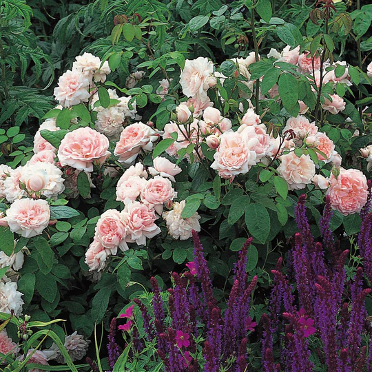 DAVID AUSTIN ROSES - Eglantyne