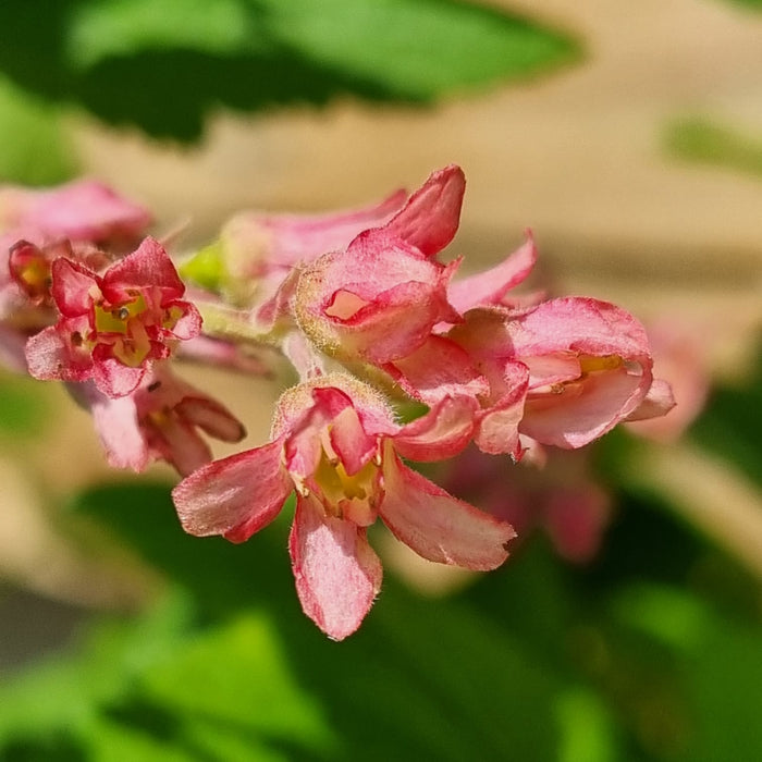 RIBES  Sanguineum