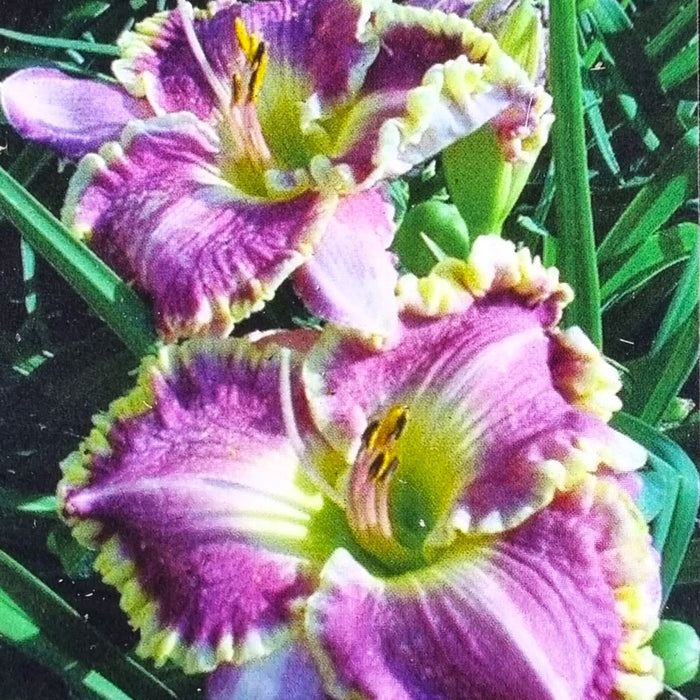 HEMEROCALLIS 'Bestseller'