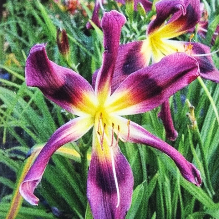 HEMEROCALLIS 'Chokecherry Mountain' 17cm