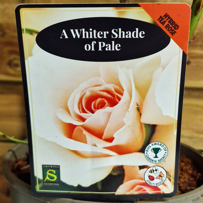 ROSE A Whiter Shade of Pale - Hybrid Tea 3ltr