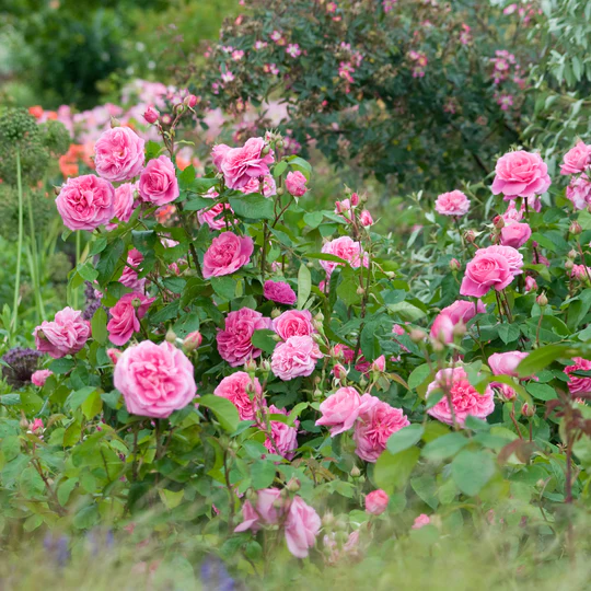 DAVID AUSTIN ROSES - Gertrude Jekyll