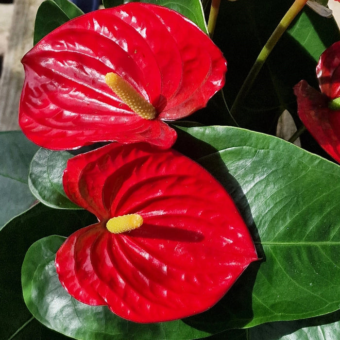 ANTHURIUM Edison 17cm