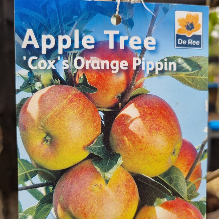 APPLE Cox's Orange Pippin