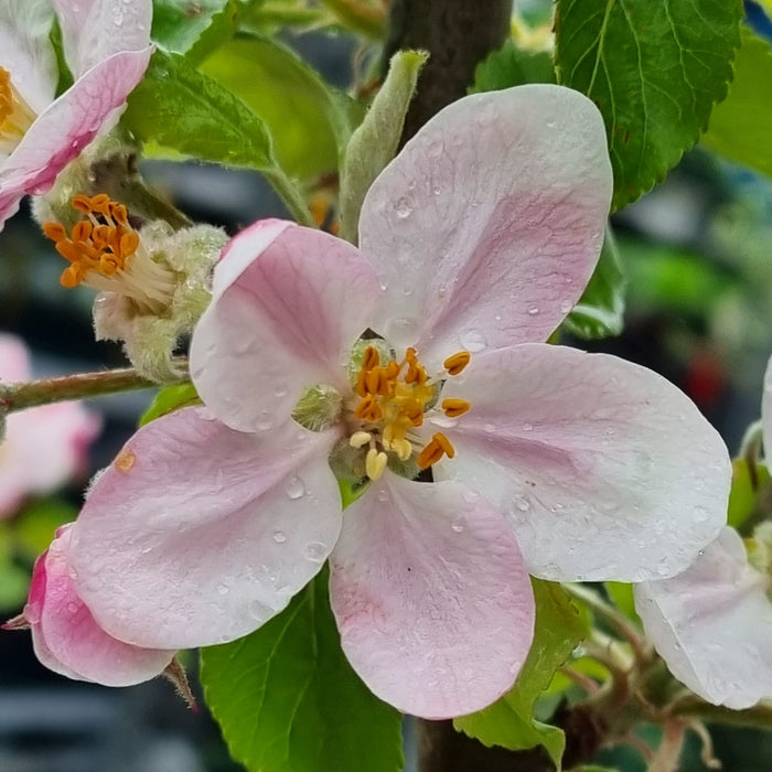 APPLE Malus Domestica Cox's Orange