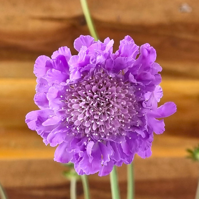 VE SCABIOSA 'Colum. Mariposa Blue' 17cm