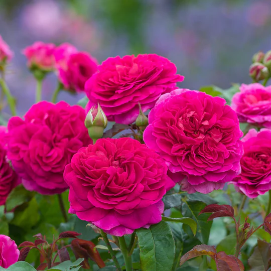 DAVID AUSTIN ROSES - Gabriel Oak