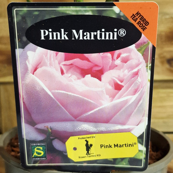 ROSE Pink Martini - Hybrid Tea 3ltr