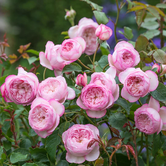 DAVID AUSTIN ROSES - The Mill On The Floss