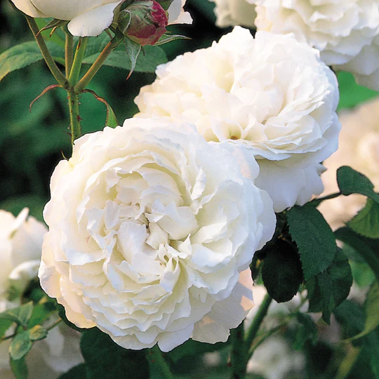 DAVID AUSTIN ROSES - Winchester Cathedral