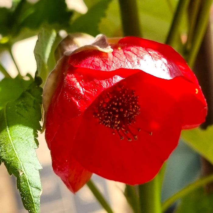 ABUTILON Red Dragon 3L