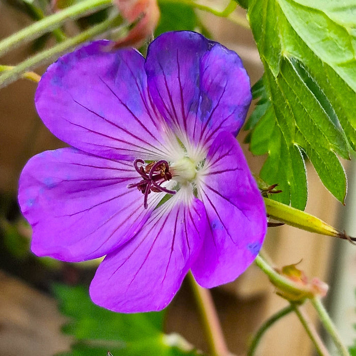 GERANIUM Wallichianum Bloom Me Away 3ltr