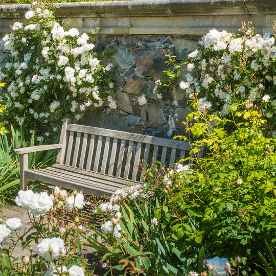 DAVID AUSTIN ROSES - Snow Goose