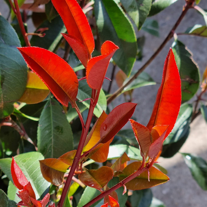 PHOTINIA ' Red Robin'