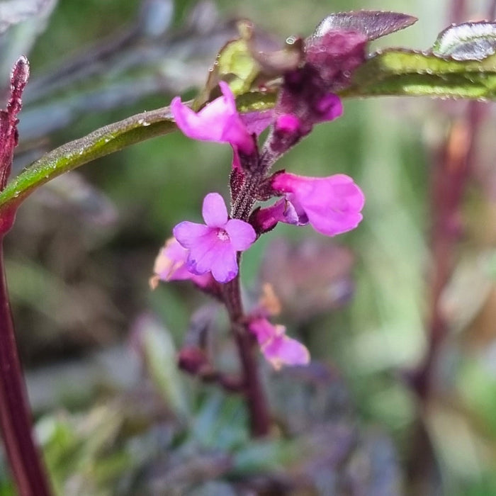 VERBENA 'Off. Bampton' 17cm