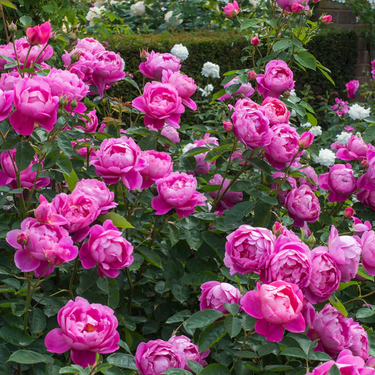 DAVID AUSTIN ROSES - Royal Jubilee