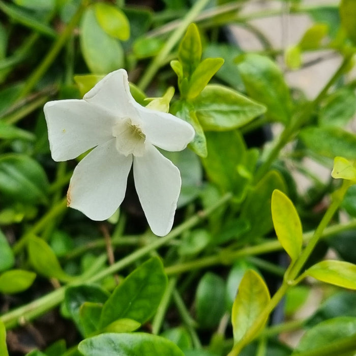 VINCA minor 'Gertrude Jekyll' 2ltr