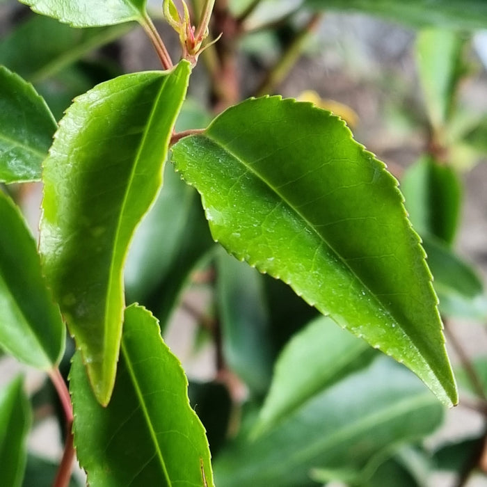 VANE PRUNUS  'Lusitanica Angustifolia' 19cm