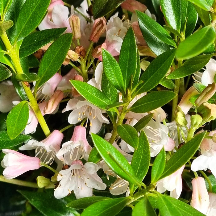 RHODODENDRON 'Bloombux' 2L