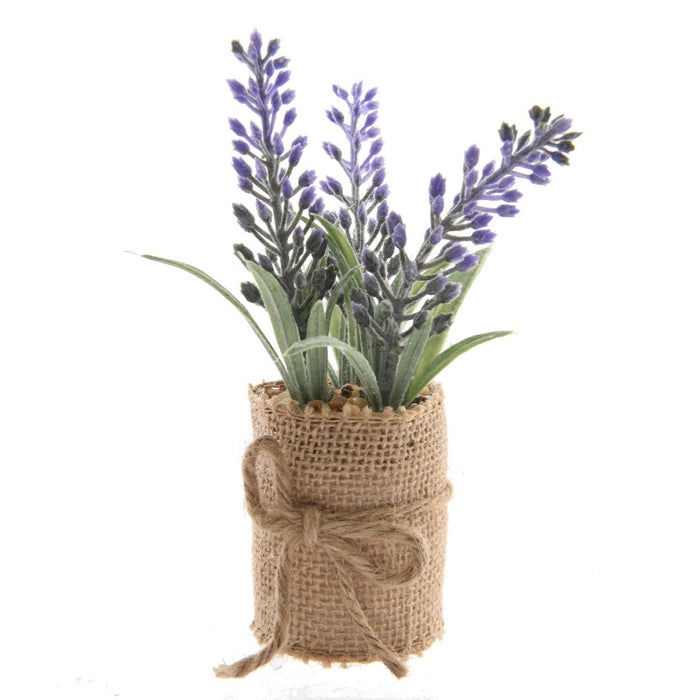 Kaemingk Lavender in Plastic Pot 12cm