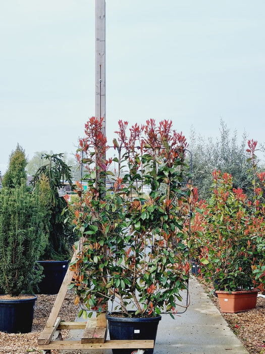 PHOTINIA Fraseri Red Robin 150x100