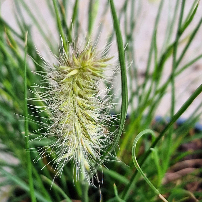 PENNISETUM 'Little Bunny' 2ltr