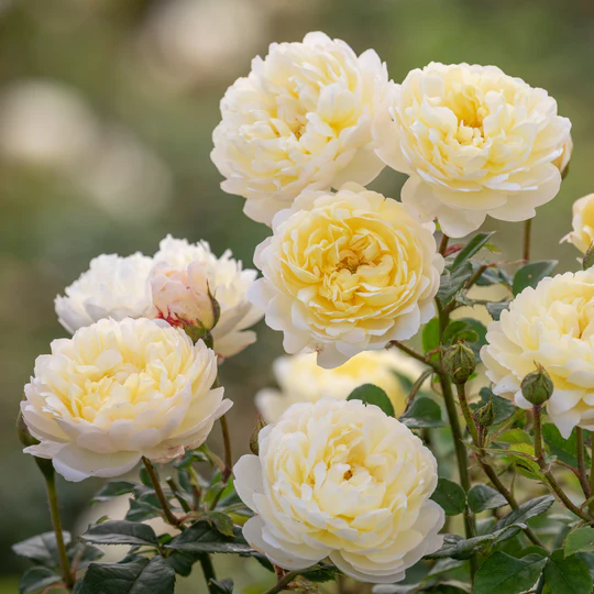 DAVID AUSTIN ROSES - Nye Bevan