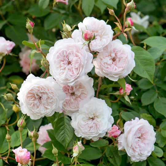 DAVID AUSTIN ROSES - The Albrighton Rambler