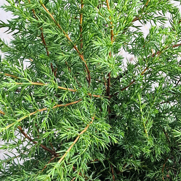 Juniperus Comm. Hibernica 4.5L