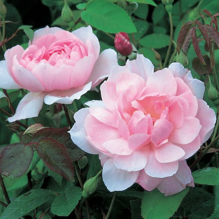 DAVID AUSTIN ROSES - Mortimer Slacker Climbing