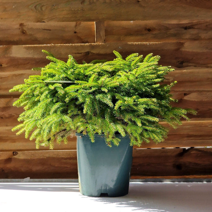 Picea Abies Nidiformis* 4.5L