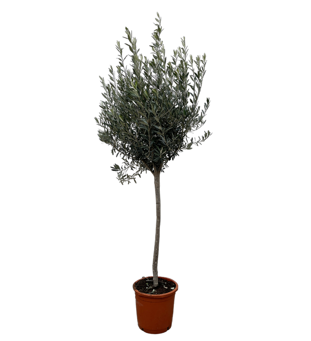 OLEA europaea P24